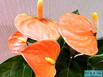 Spectacular varieties of anthurium with orange flowers: a photo, description and care at home
