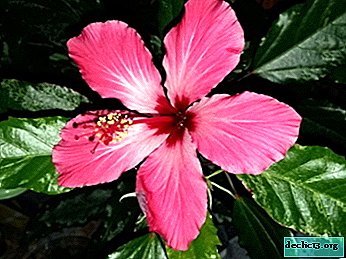 Spectaculaire Cooper hibiscus. Description et photos, soins et reproduction à domicile, maladies et ravageurs