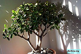 Exclusive Money Tree - How to grow with a thick trunk?