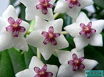 Exotisches Hoya und seine Eigenschaften: Beschreibung und Foto einer blühenden Kriechpflanze, wichtige Regeln der Pflege