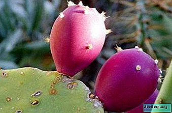 Kaktuste eksootilised puuviljad: omadused, koostis ja retseptid. Toiduks sobivate taimeliikide kirjeldus
