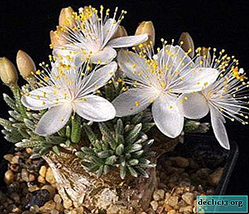 Anacampseros ดอกไม้ในร่มที่แปลกใหม่: ชนิดการดูแลและการสืบพันธุ์
