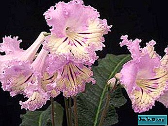 Exotic handsome streptocarpus - growing and care for plentiful flowering - Home plants