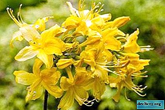 Arbusto exótico rododendro amarelo: fotos e características do cultivo