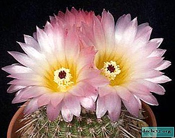Exotic notocactus - unpretentious guest from the foothills of South America