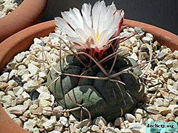 Exotic telocactus of bizarre beauty - description, main types with photos and rules of care