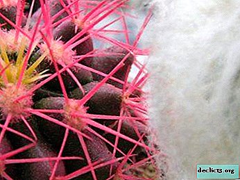 Cactus exóticos rosados: foto, cuidado y reproducción