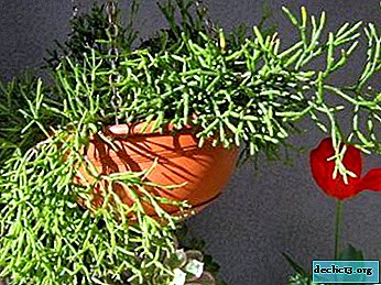 Epifito "cactus del bosque" Hatiora. Sus tipos y características de crecimiento en la naturaleza y en el hogar.
