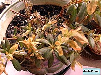 枯れたツツジを復活させる方法 保存すること 退色する理由 自宅で復活させて保存するために何をすべきか ポットの花の写真 ホーム植物