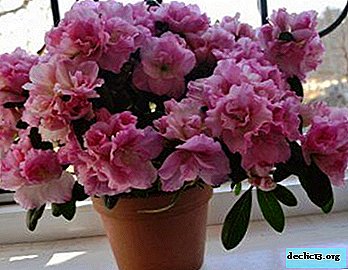 Si la azalea se ha secado: ¿cómo reanimar una flor? Fotos y recomendaciones de cuidados.
