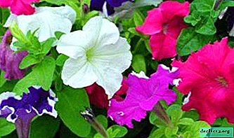 If powdery mildew appeared on the petunia - how to deal with this scourge?