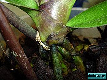 If the orchid is in trouble: why do the leaves and roots turn black and how to help the plant?