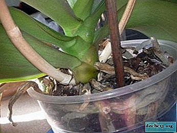 Si la orquídea ha secado el tallo de la flor, ¿por qué sucedió y qué hacer?
