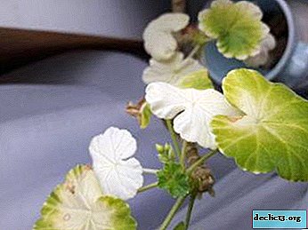 Če se vam listi geranije obarvajo belo - razumemo, zakaj se to zgodi in kako pomagati rastlini