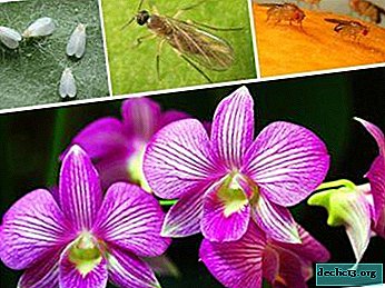 S'il y a des moucherons dans l'orchidée: raisons et que faire dans ce cas?