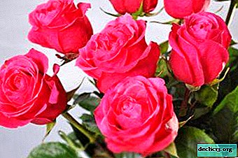 It is interesting. Step-by-step instructions on how to grow a rose in potatoes and care for it