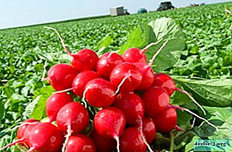 Prvou jarnou zeleninou je reďkovka F1 Cherriet. Vlastnosti pestovania, výhody a nevýhody