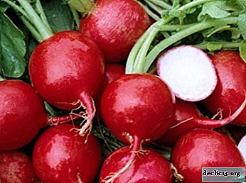 Caractéristiques et description des variétés de radis Rondar F1. Caractéristiques de la culture, de la récolte et du stockage des cultures