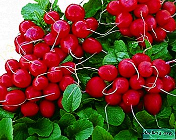 Description, characteristics and features of radish cultivation Rudolph F1 - Vegetable growing