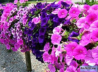 Description, photo and care of the hybrid variety Petunia F1 Mona Lisa