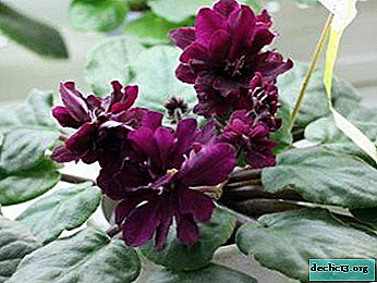 Violets of breeder Tatyana Pugacheva: "Natalie", "Elenika" and other beautiful flowers