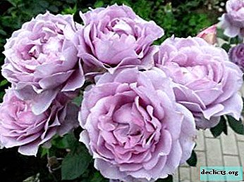 Rosas violetas Los principales tipos y variedades de plantas, sus fotos, especialmente la colocación en el jardín.