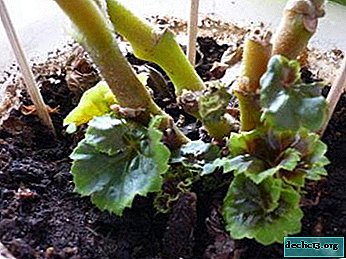 La formation d'une belle plante vivace - comment tailler du bégonia?