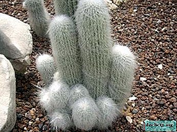 Fotografije in imena puhastih kaktusov. Značilnosti gojenja in vzdrževanja suhastih sukulentov