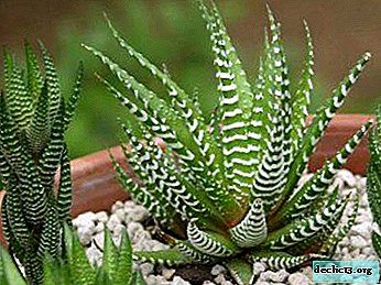 Photo and description of Haworthia and its species. Home Care