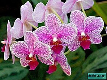 Photo and description of how the propagation of the Phalaenopsis orchid occurs at home