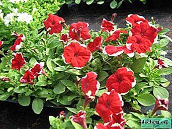 Photo, description and care of varieties of multi-flowered petunia: Tornado, Glafira, Multiflora