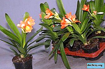 Photo of varieties of clivia and care for them