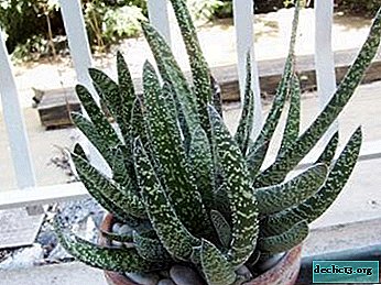 Gasteria: home care. Planting, reproduction, pests and diseases, photo