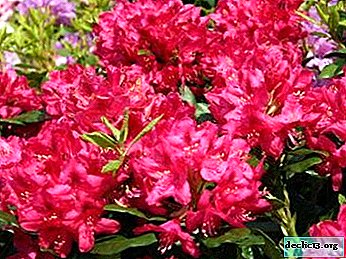 Rhododendron hybride Nova Zembla - caractéristiques de la variété, les nuances de soin