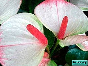 Variedad híbrida de Anthurium Princess Amalia Elegance: descripción con foto, cultivo y cuidado del hogar