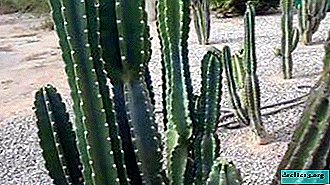 Giant, Spiral, Canadian and other Cereus cacti. Overview of species and rules for care