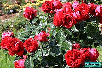 La décoration principale du jardin est la rose d'escalade Don Giovanni: description avec photo et culture
