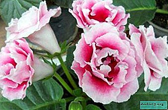 Gloxinia: why does not bloom and what to do?