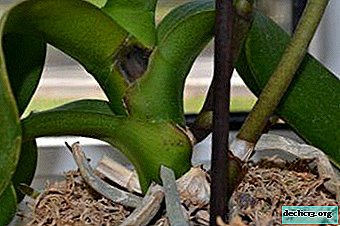 Orkide üzerinde çürüklük: bu nedir, görünümünün nedenleri ve nasıl başa çıkılacağı?