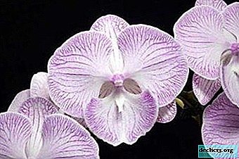 Beleza holandesa - phalaenopsis Big Lip: opções de cores para fotos e segredos de higiene