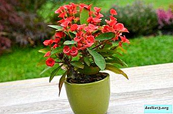 Fierté d'un fleuriste, une plante d'une beauté incroyable - Euphorbia Mile