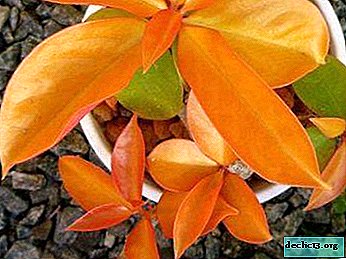 Sulu meyveler koleksiyonunun gururu Peresius Godseff'in yaprak kaktüsüdür: fotoğraf, açıklama, ev yetiştirme