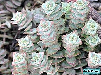 A guest from warm places - Crassula Perforate: photo, an overview of varieties and cultivation at home