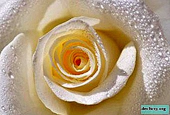 Grupos e variedades de rosas brancas. Regras para colocar flores no jardim