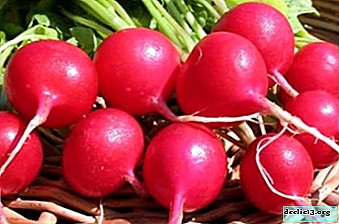 Characteristics, photos and features of growing Zarya radish