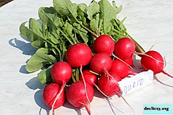 Caractérisation, description, avantages et inconvénients des variétés de radis Diego. Comment faire pousser à partir de graines?