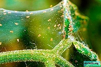 Characteristics of the spider mite and signs of the presence of the parasite. Control methods and prevention