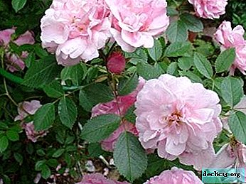 Características de las variedades populares de rosas que no requieren refugio para el invierno: Park, Spray y otras especies.