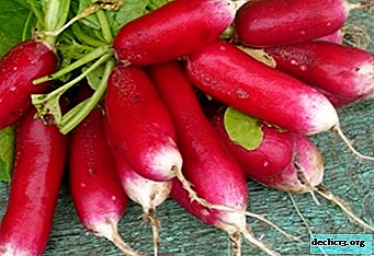 Characteristics of radish French breakfast. Variety features, pros and cons, growing rules - Vegetable growing