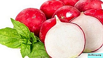 La composition chimique et la teneur en calories des radis, les avantages et les inconvénients des légumes pour la santé